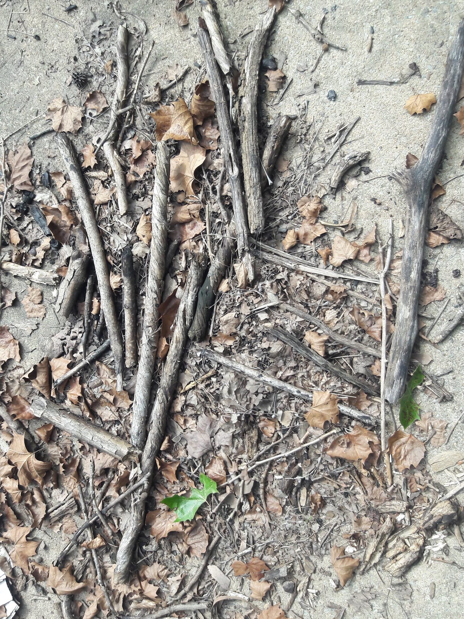 sticks and leaves on the ground