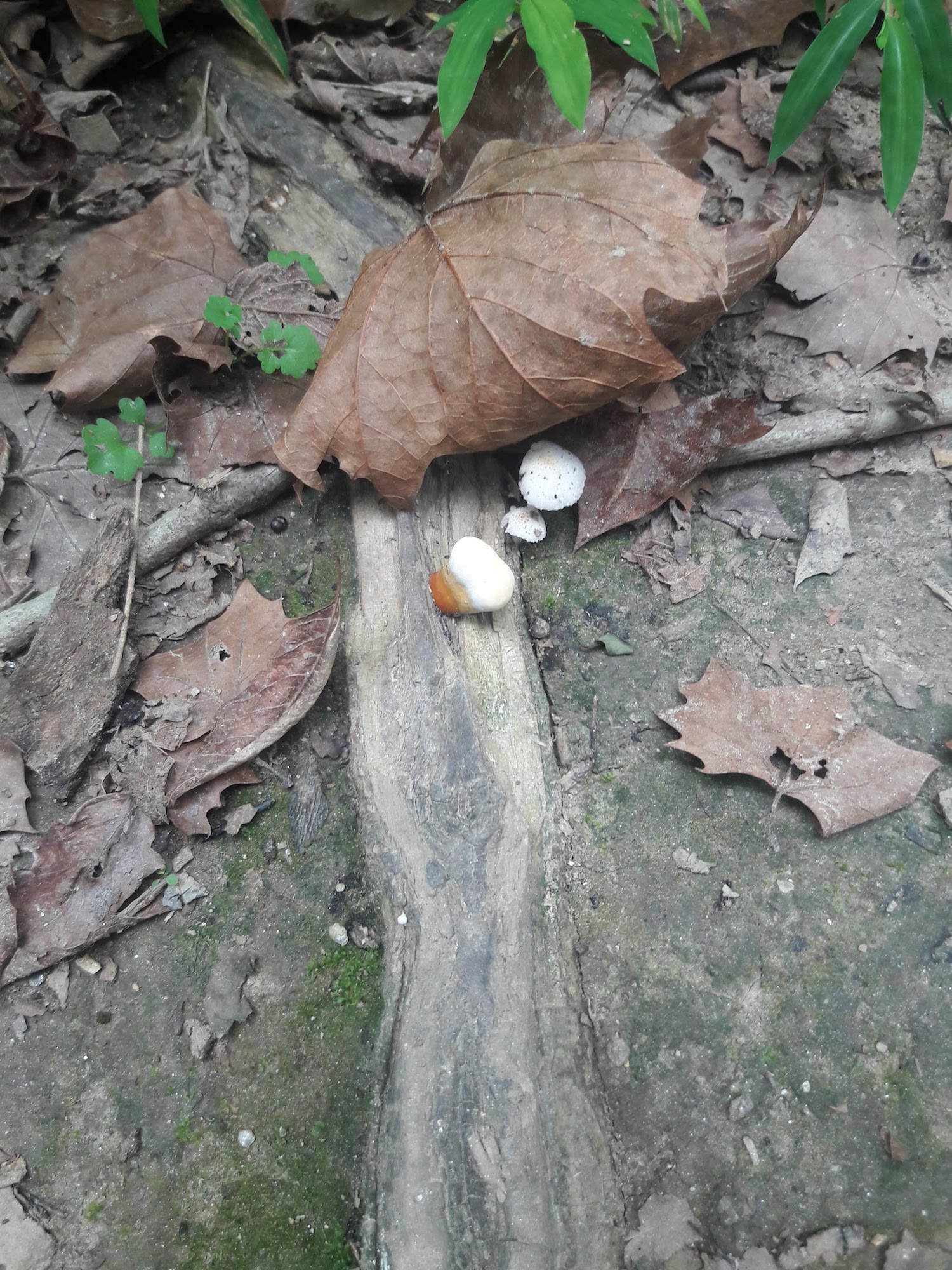 funghi growing on a tree root next to a dead leaf