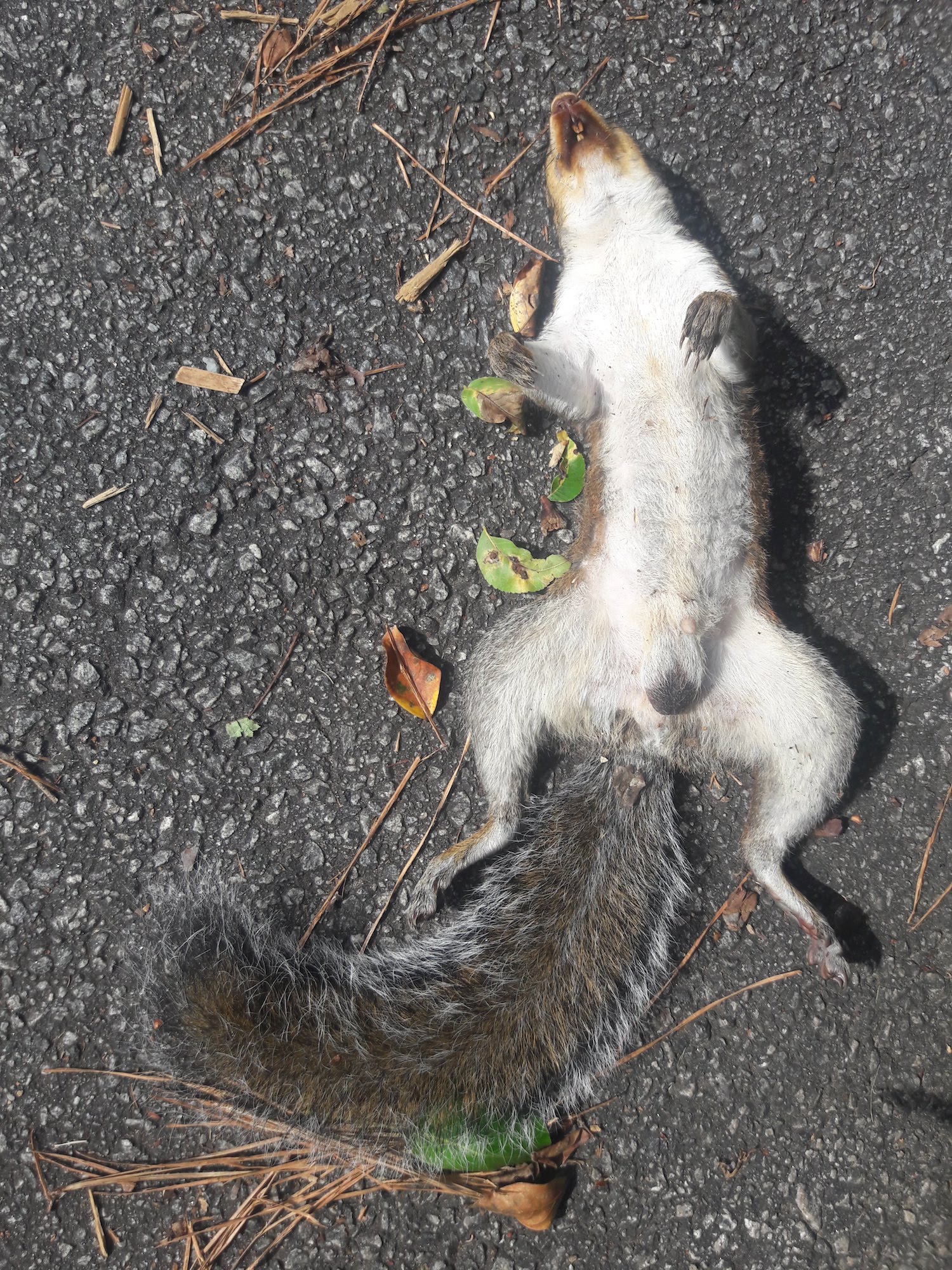Dead squirrel