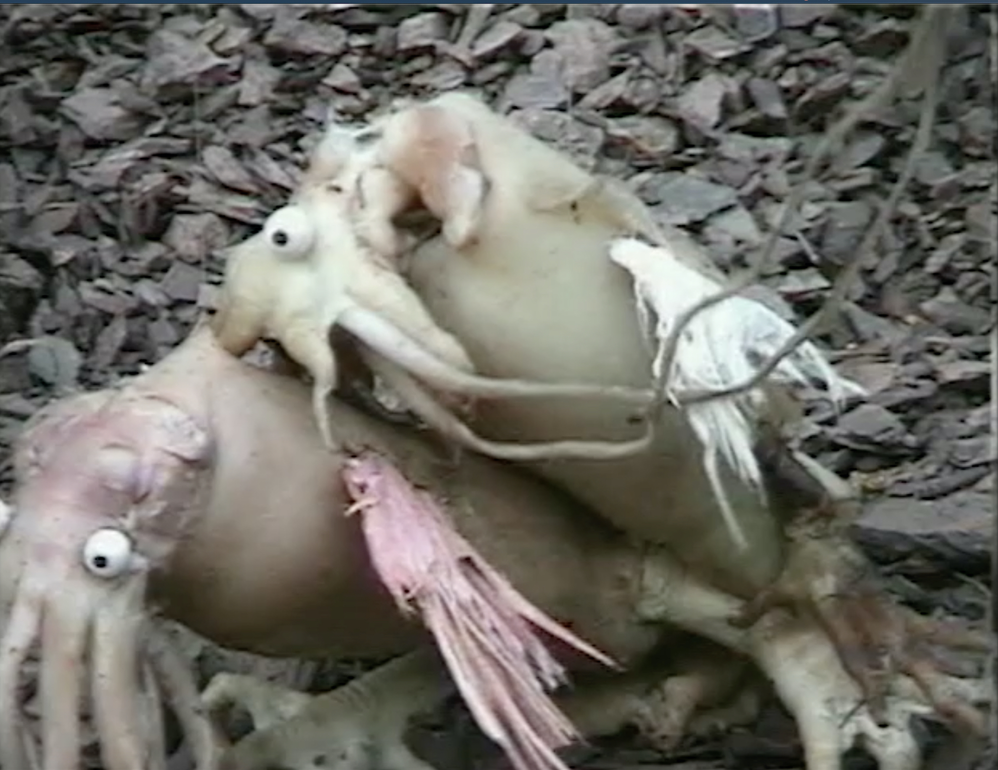 Squid-like asnimals with large googly eyes on wood-chip floor