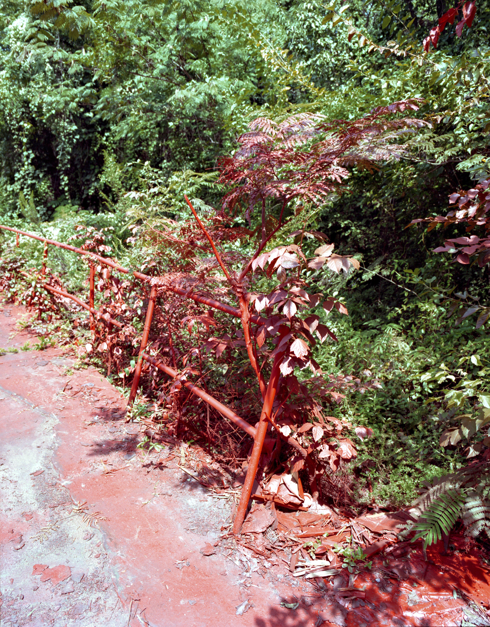A view of part of a tree, street, and rails that were painted red