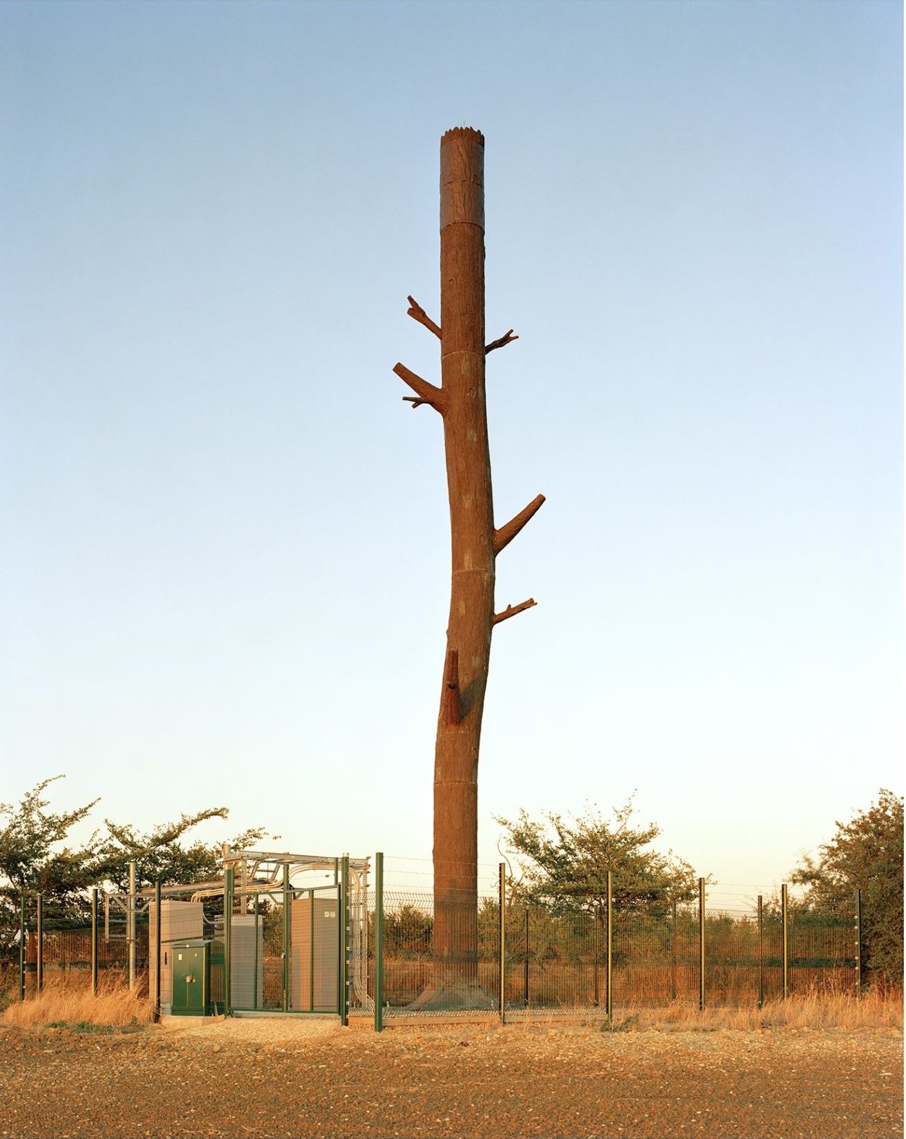 Very tall and thick tree with no leaves and stumped branches in fro t of a blue sky and surrounded by fences.