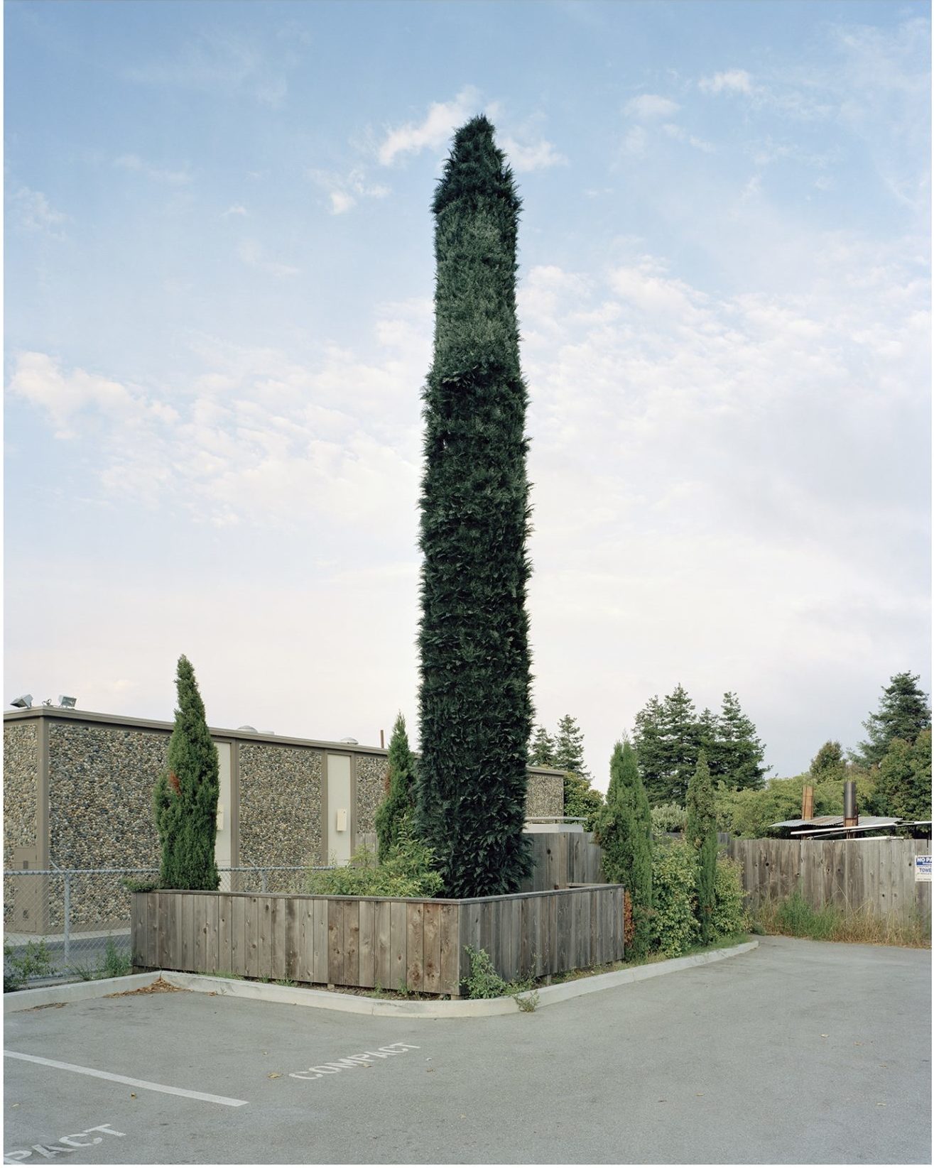 Very tall tree with thick layer of leaves covering the branches from top to bottom in front of a blue sky and placed in a parking lot.