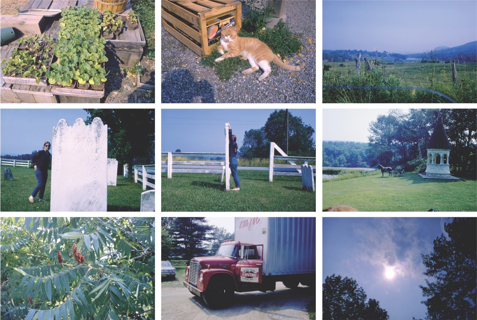A 3 by 3 array of photographs with green and blue tones — grass and sky, little plants, trees, trucks, a light brown cat, a horse and sunlight peeking down through the clouds..