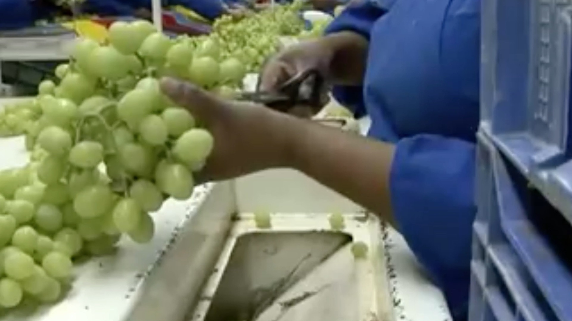 woman cutting grape bunch