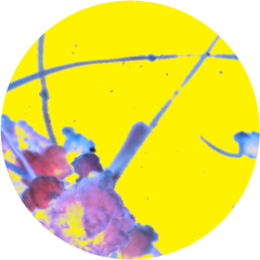 ENTOMOPHOBIA