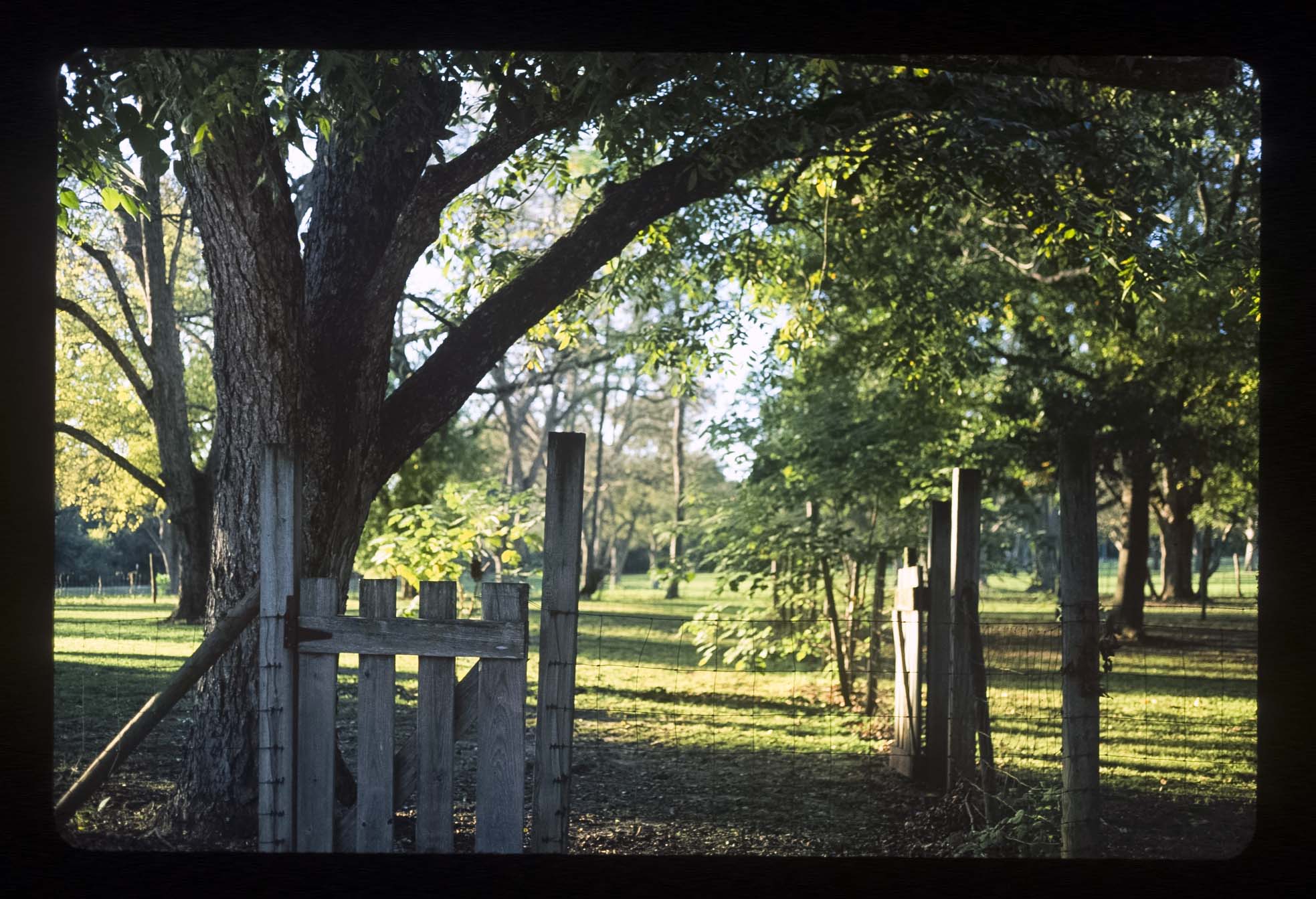 Trees enclosed by a wire fence and wooden gate