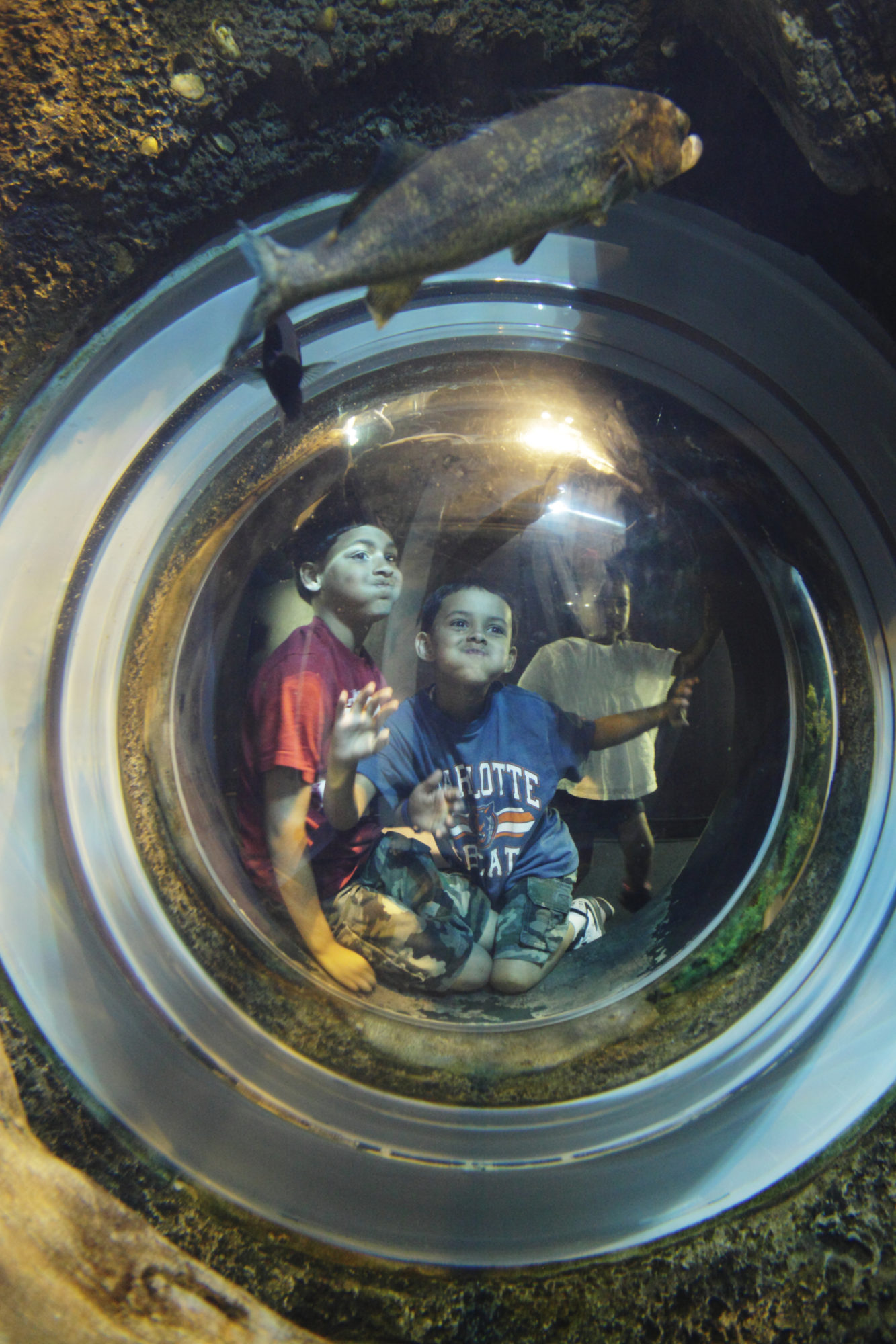 three children peer out a porthole-style viewing window as a fish swims past in the aquarium