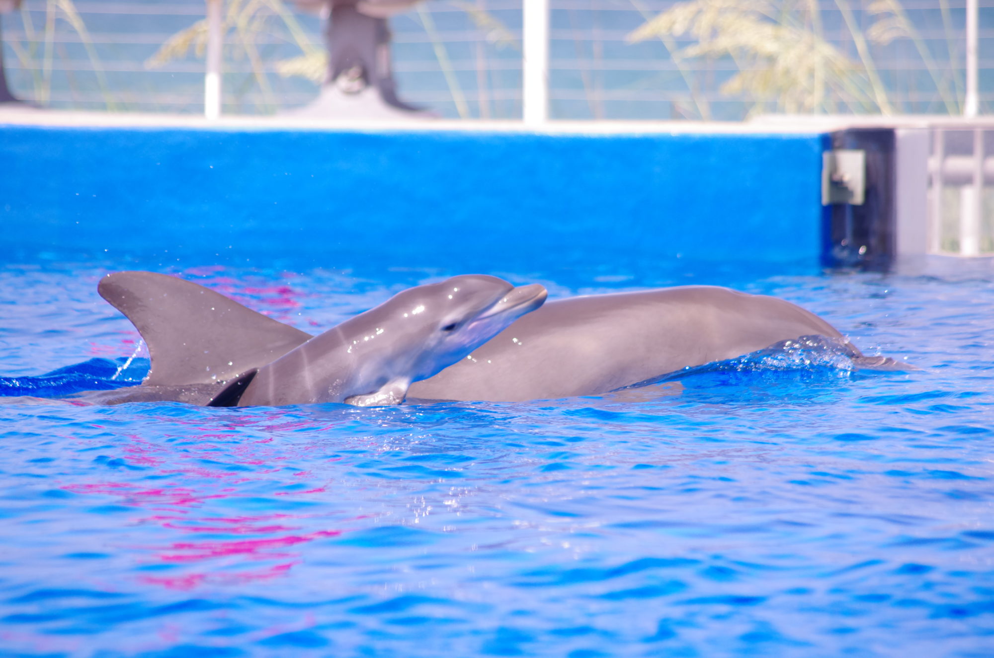 two dolphins poke noses out of aquarium tank