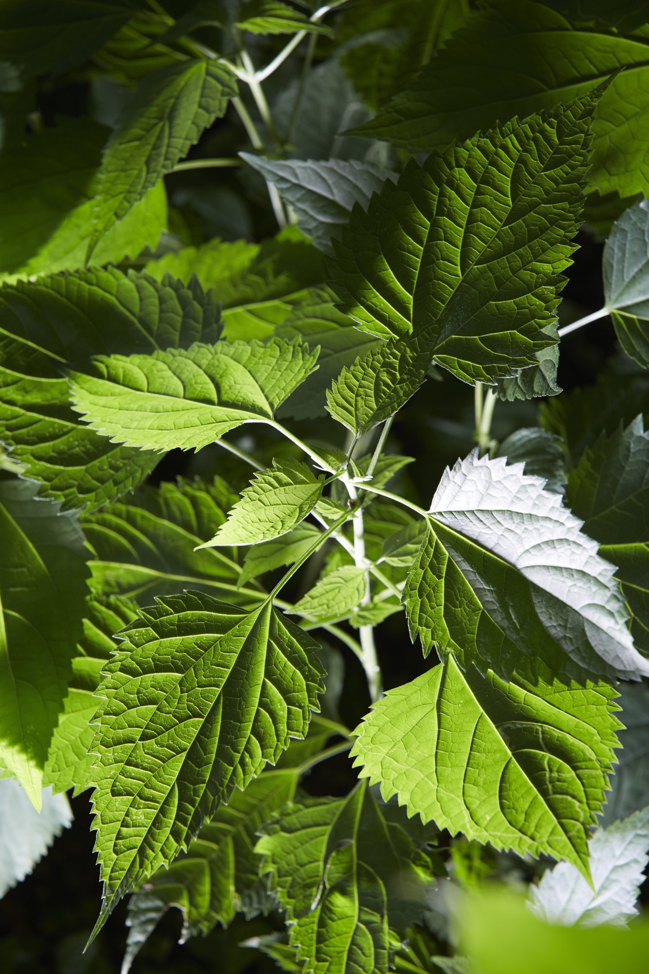 A bundle of green leaves