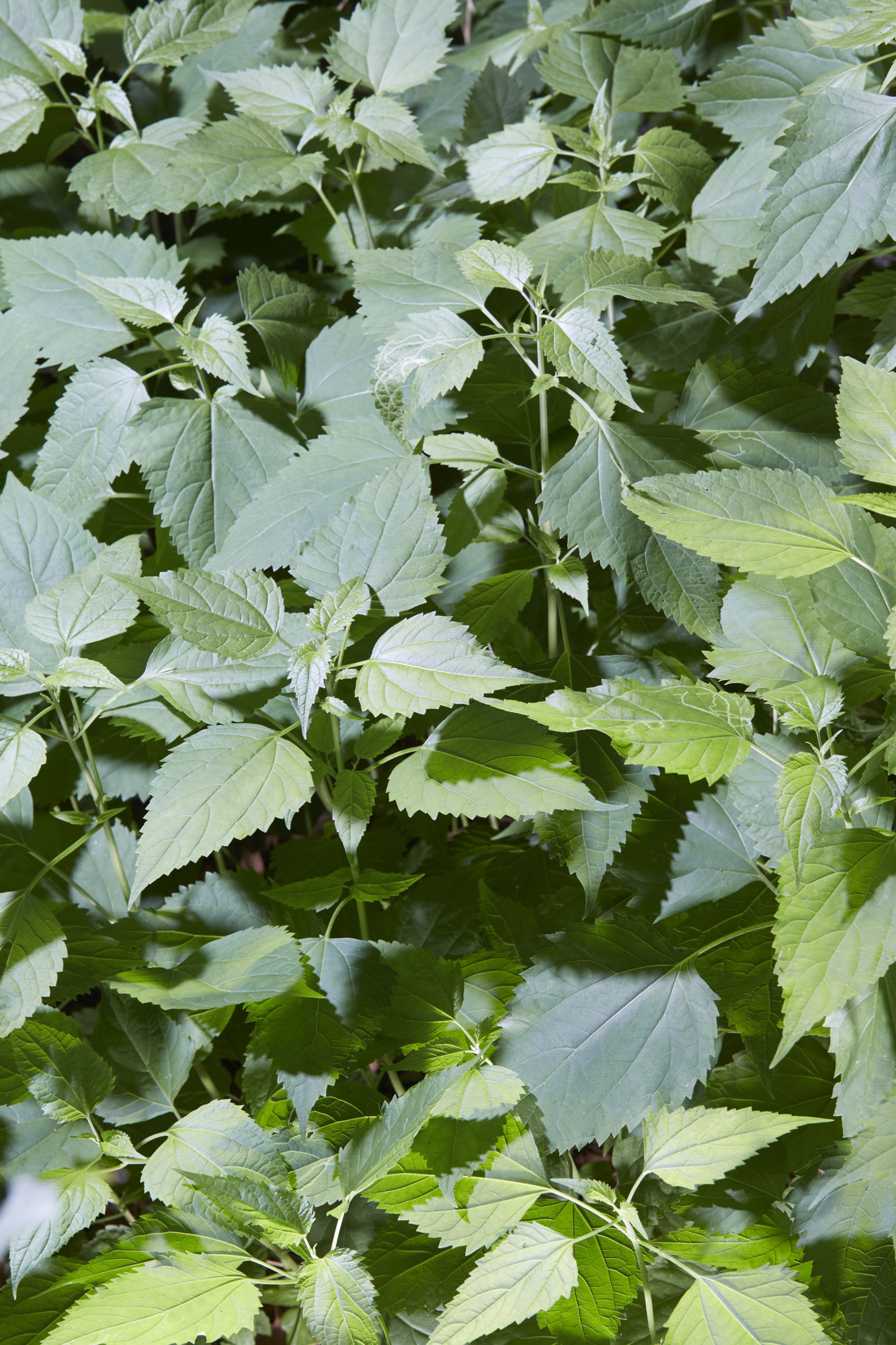 A bundle of green leaves