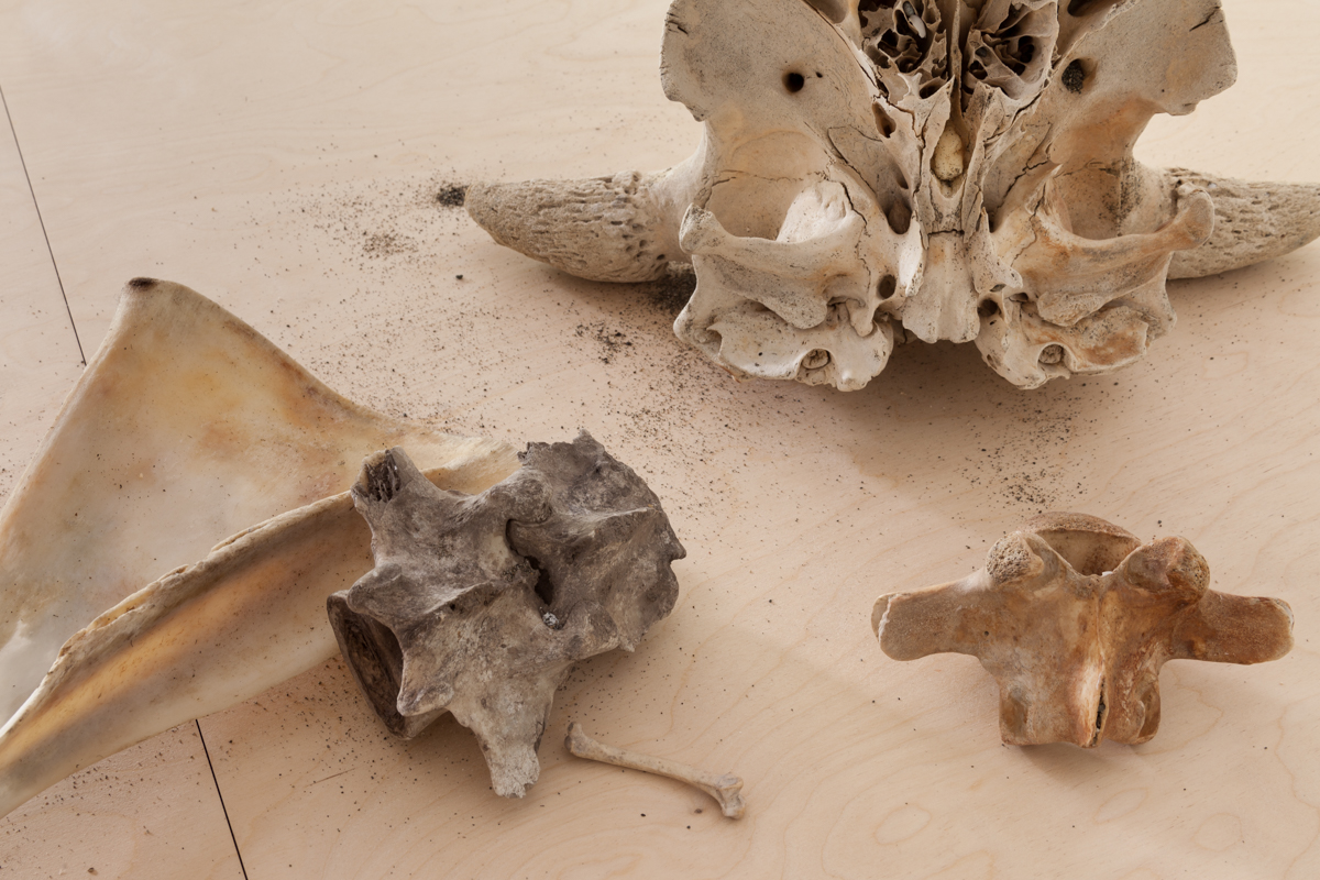 A closeup image of skeletal remains.