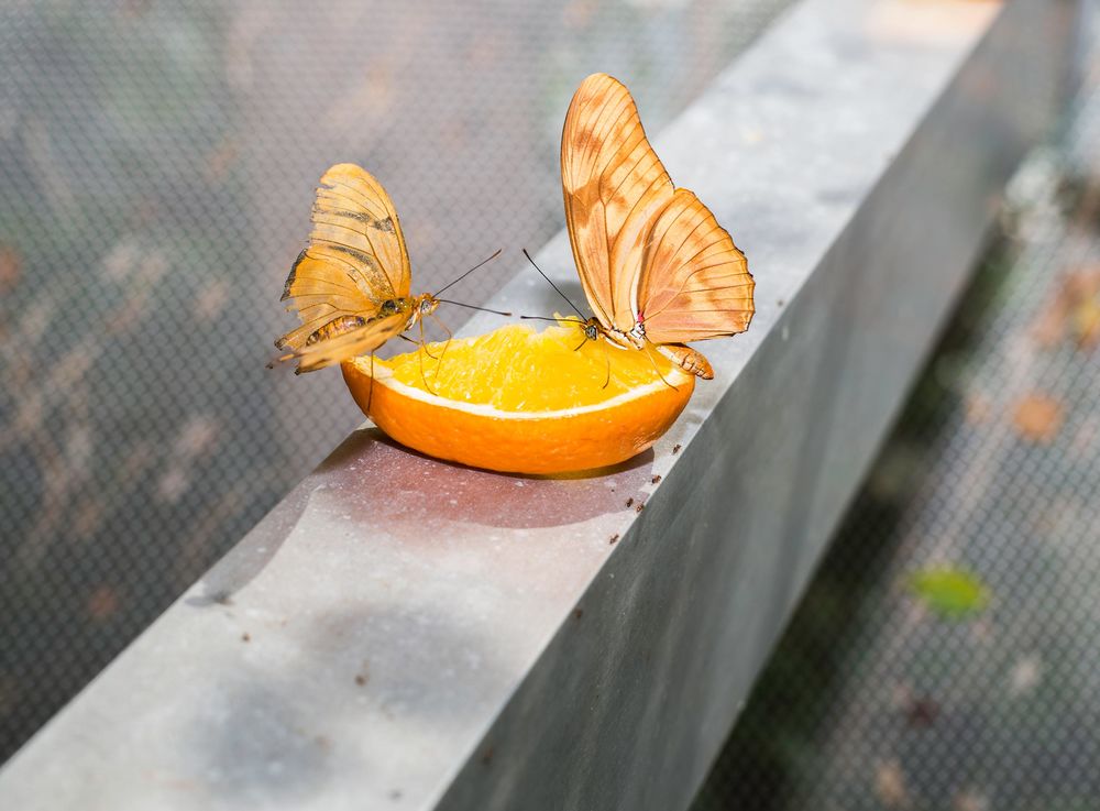 Two orange butterflies enjoying an orange while siting on a steel beam.