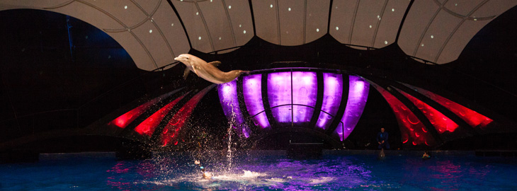 dolphin jumps out of water in front of a backlit tableau