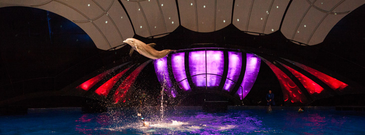 dolphin jumps out of water in front of a backlit tableau
