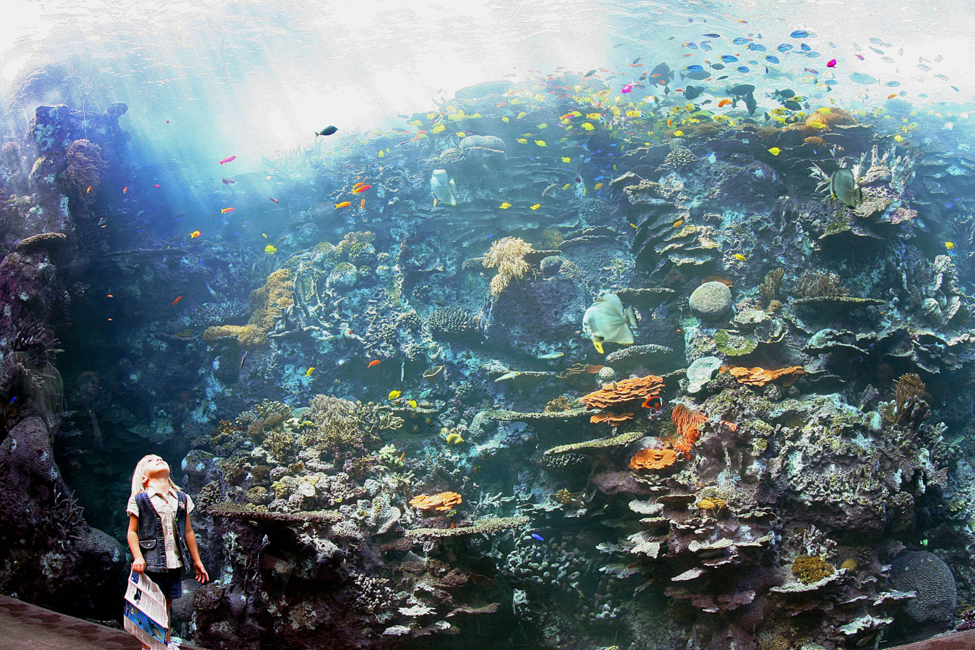 a girl looks upward in front of an aquarium tank with colorful fish and reefs