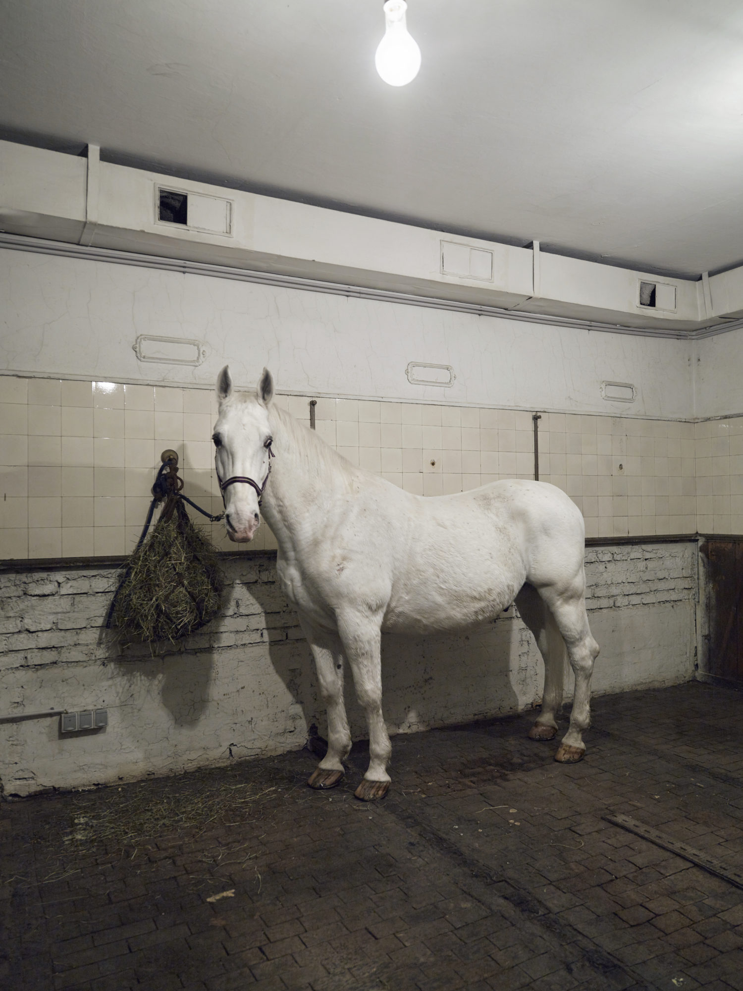 white horse tethered to wall in brick room