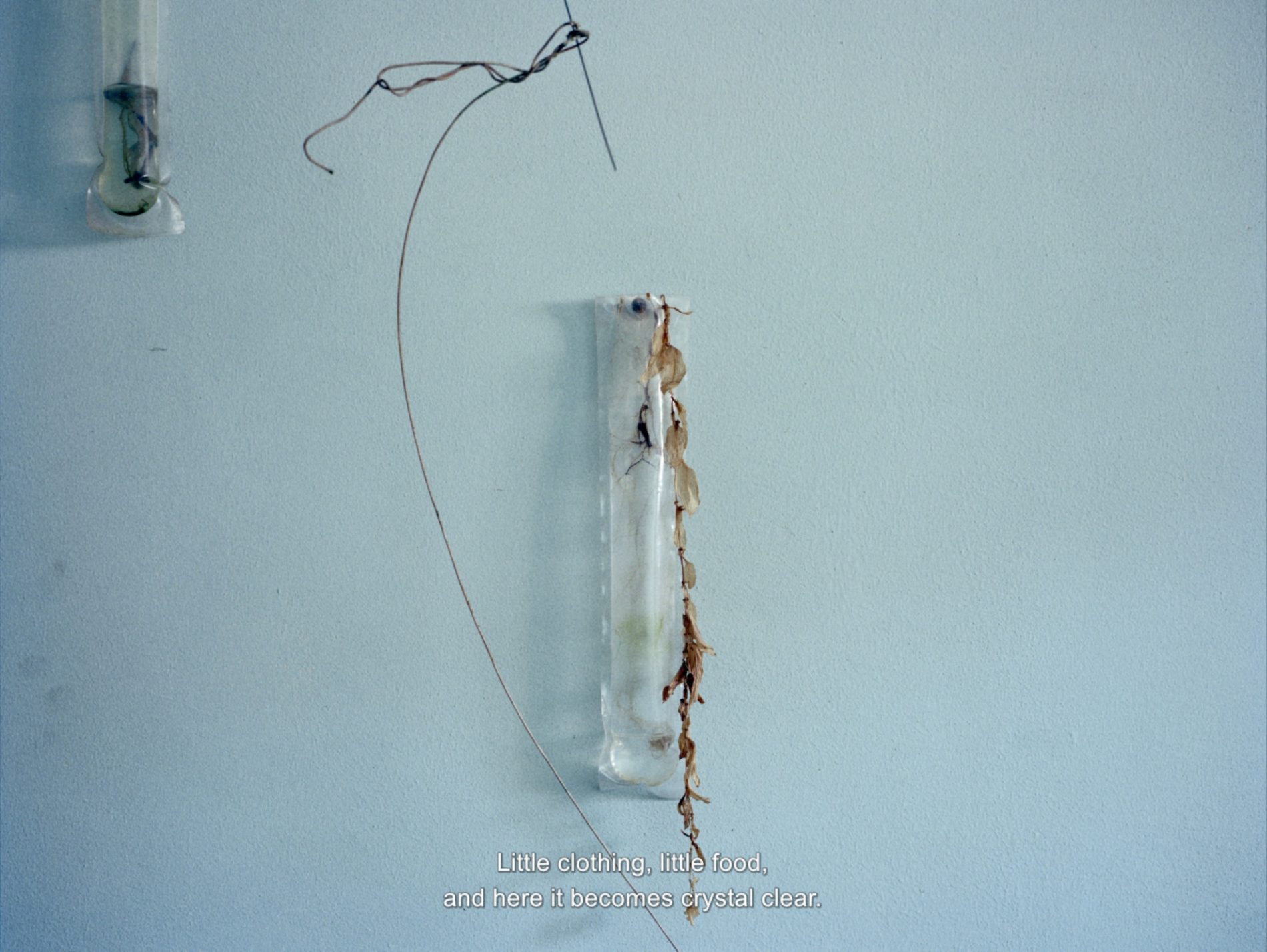 video still of an object and dead flowers mounted on a blue wall