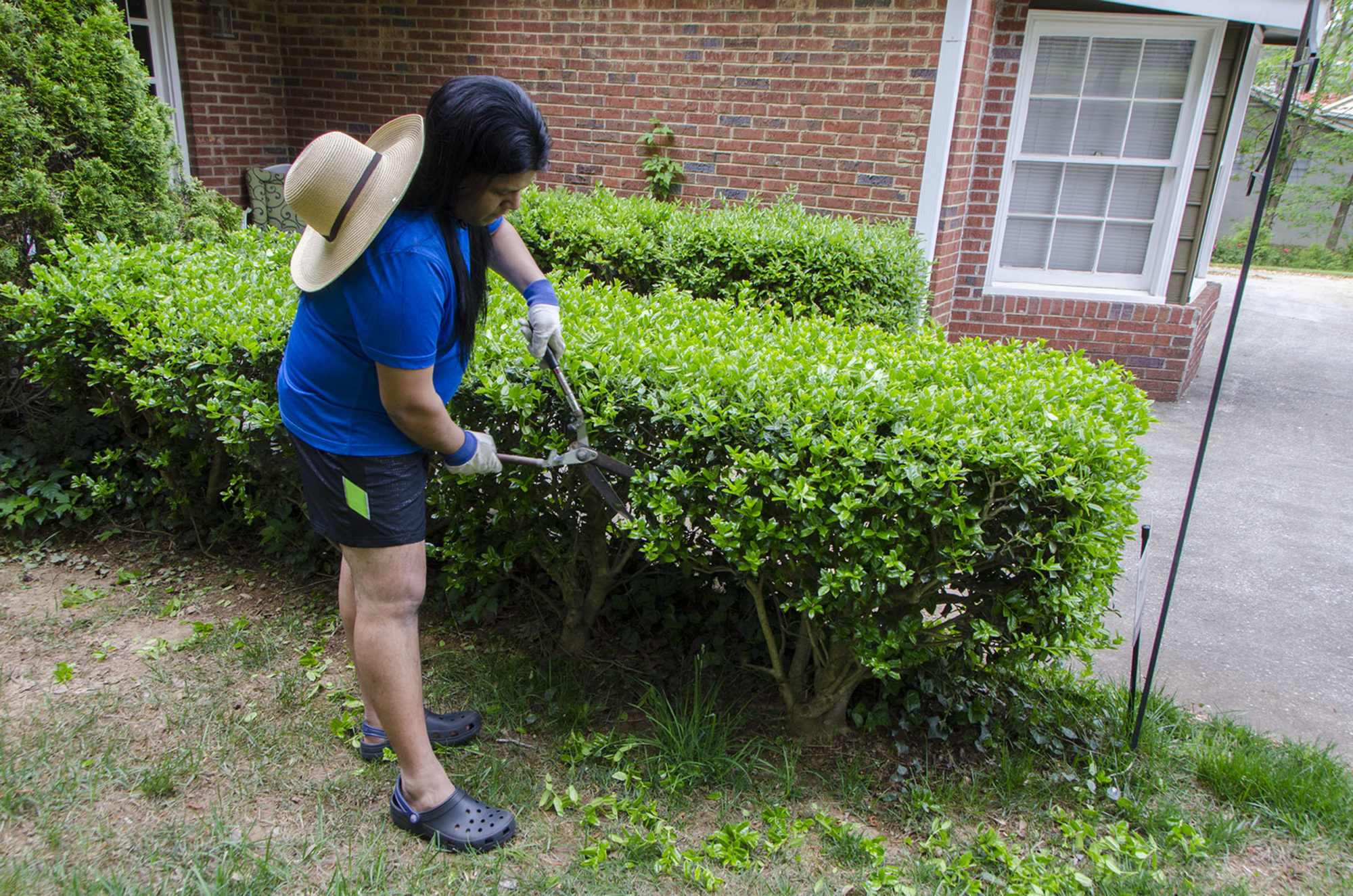a person trims bushes