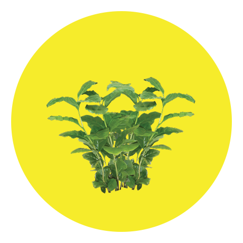 Camouflage
