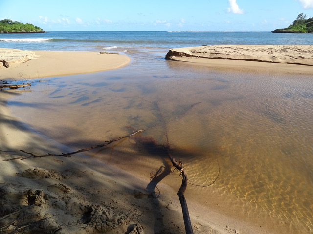 mirky shore area with sticks in a small pool before a sandbar and a view of the horizon and sky