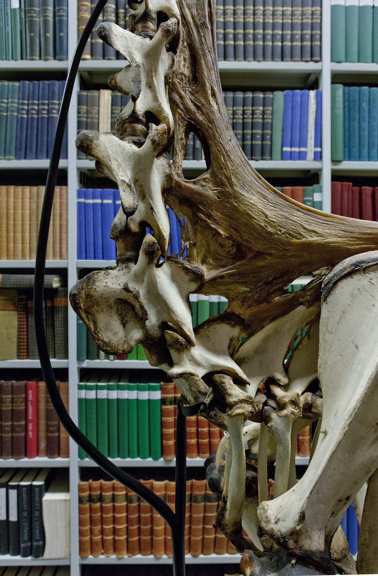 section of animal skeleton with supporting structure and books behind