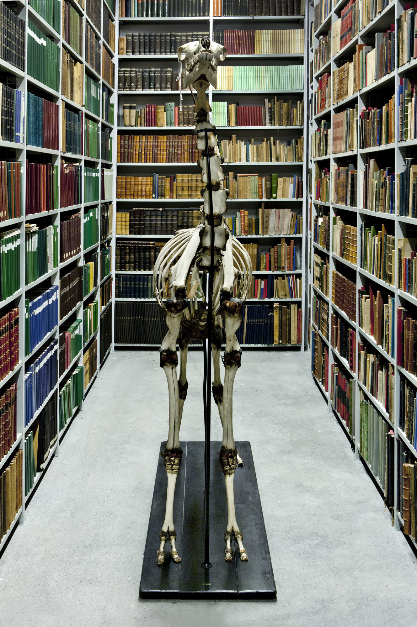 frontall view of an animal skeleton in a library