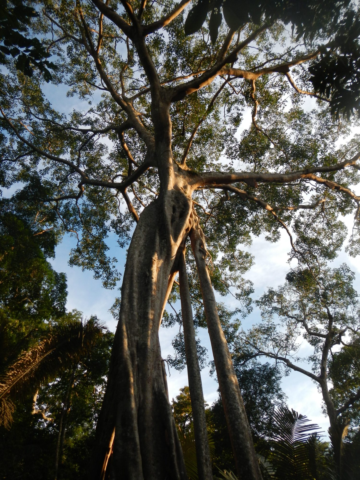 canopy view of a tall tree with a twisted trunk