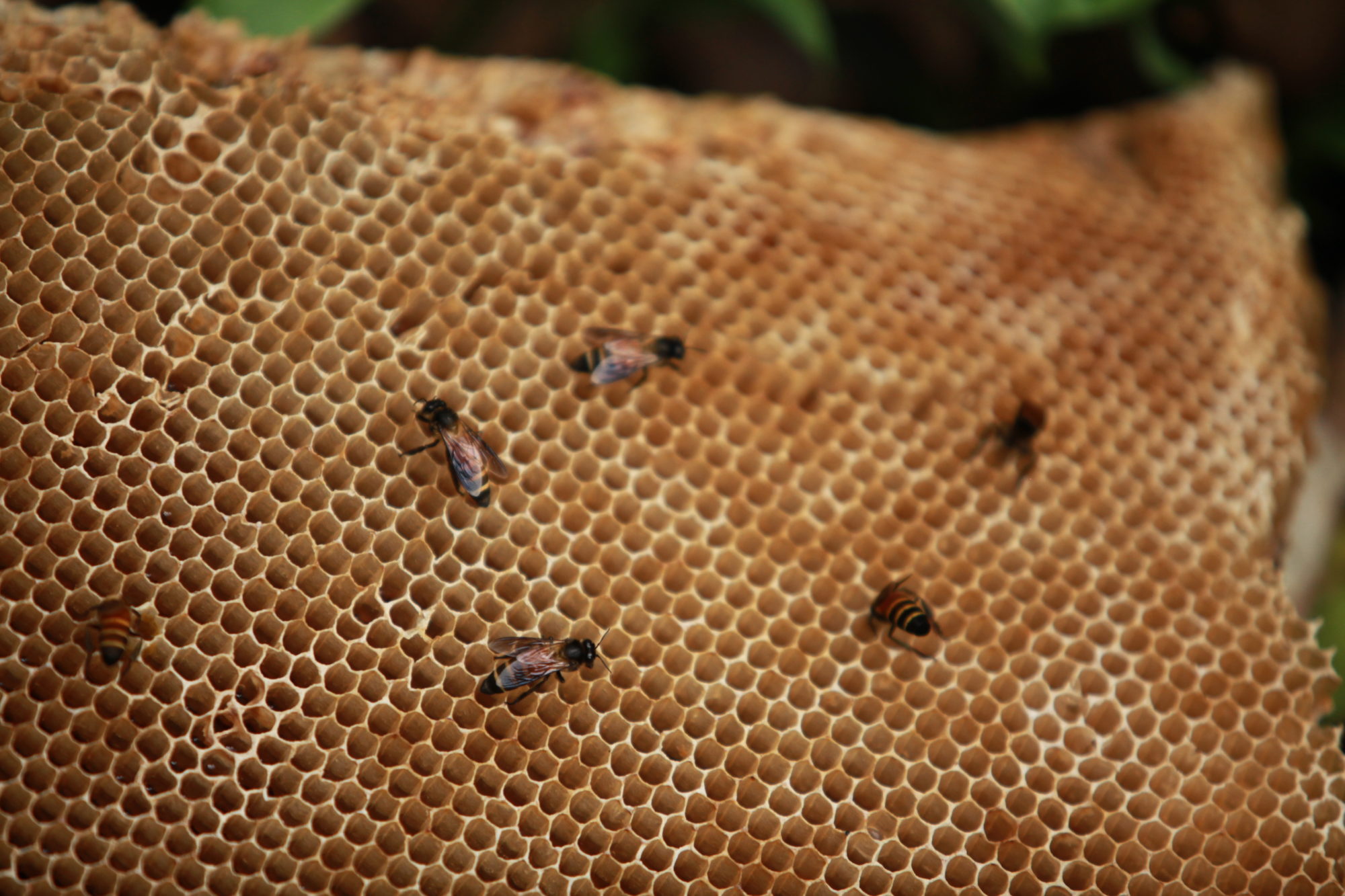 six bees interspersed on a honeycomb