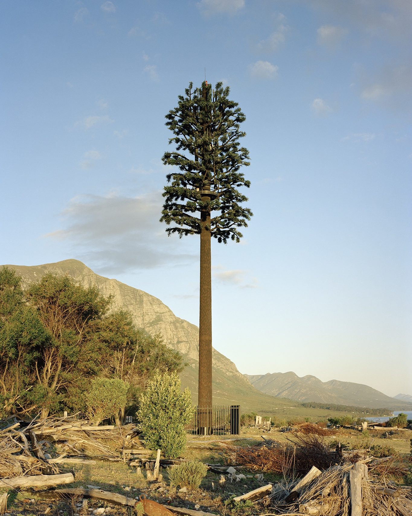 Very tall pine tree in a mountainous landscape with lots of wood on the ground.