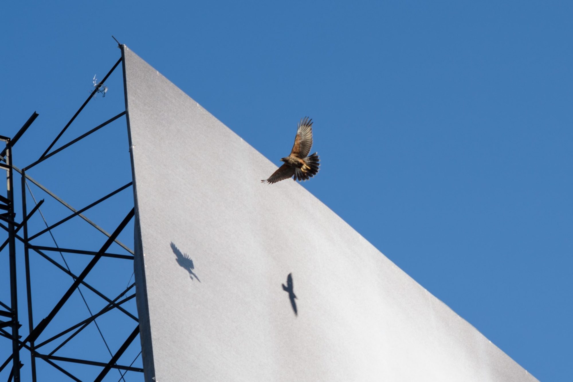 The top left corner of an outdoor white billboard is shown with the harsh shadow of a passing bird (who is also in the image) on the display.