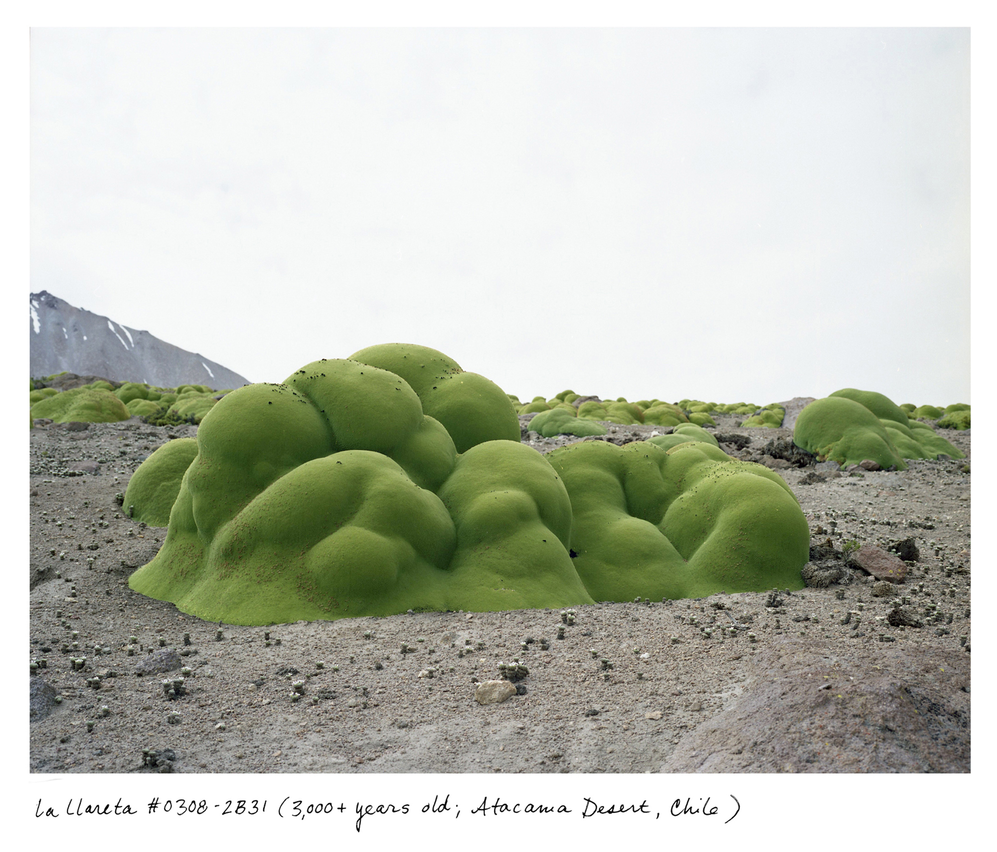 Photograph of a large llareta (yareta) plant amidst several other patches of the plant. The plant has made of several lumps and is a mossy green.