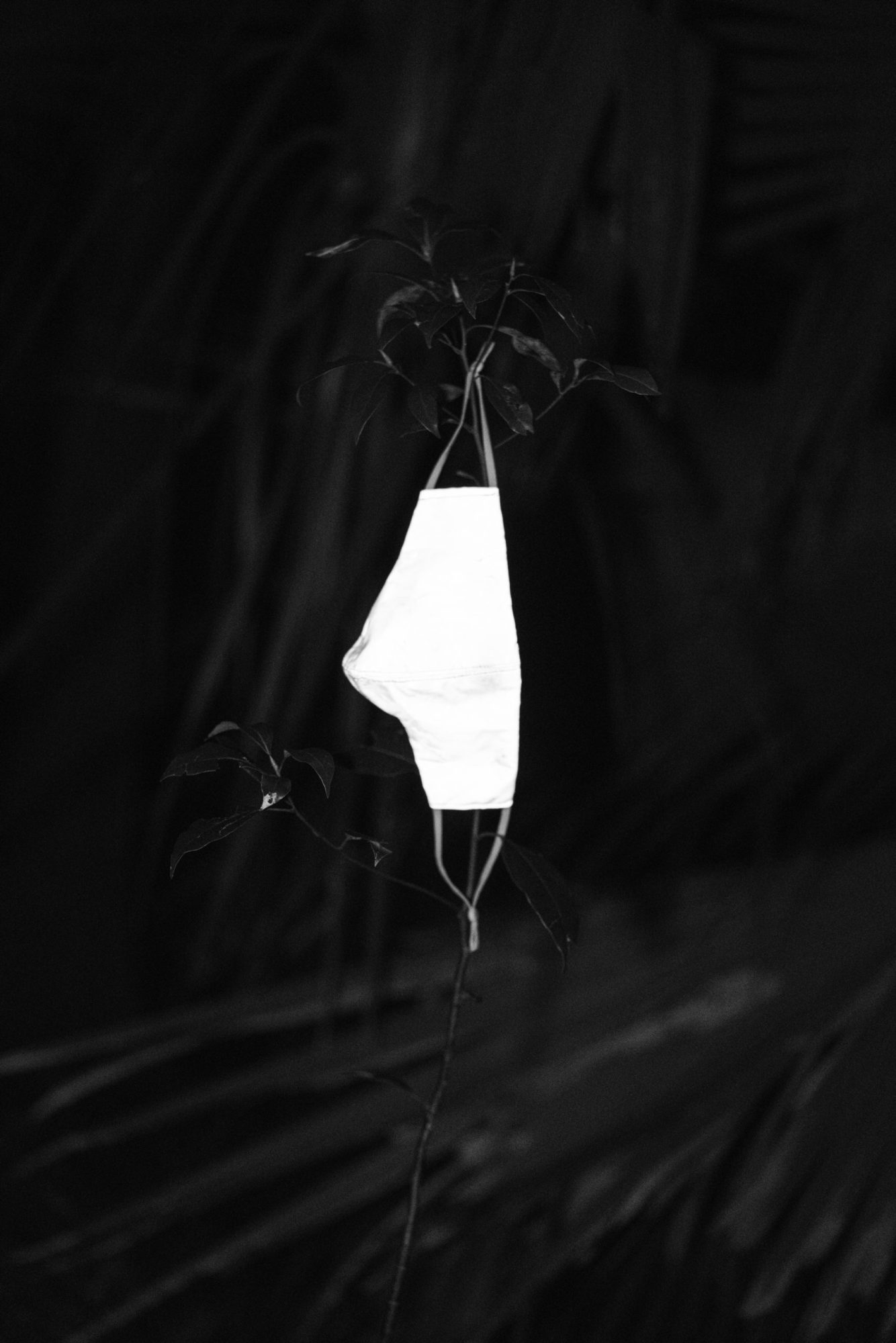 A black and white photo. A white surgical mask hangs from the branch of a tree. The leaves are all dark, palm fronds are in the background.