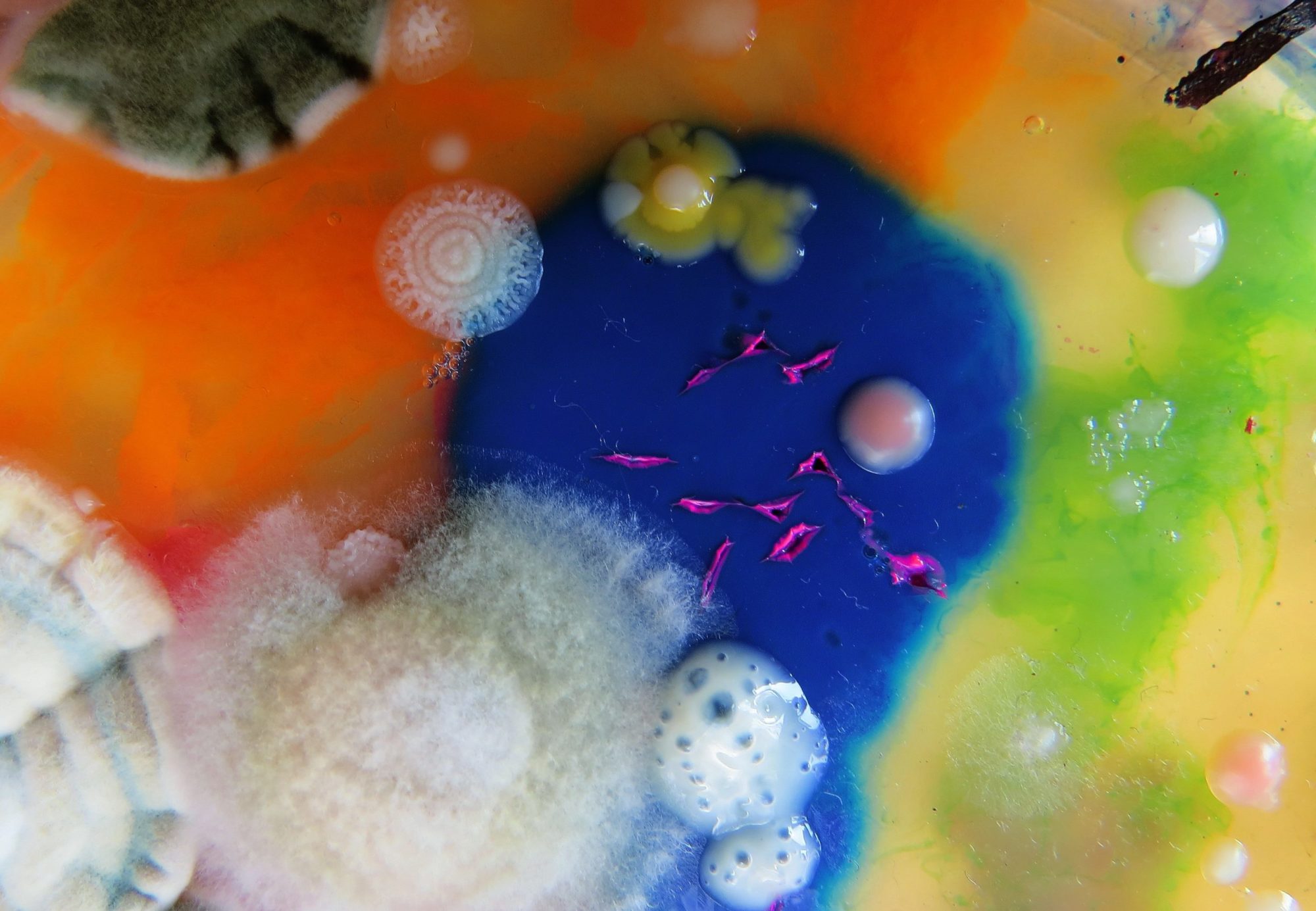 Biomorphic forms in bright colors fill the composition. At the top left, brown mold is growing from orange liquid. At the centre, white mold grows from blue liquid. There is also yellowish green liquid on the right of the composition. There are sporadic white spores throughout the composition.