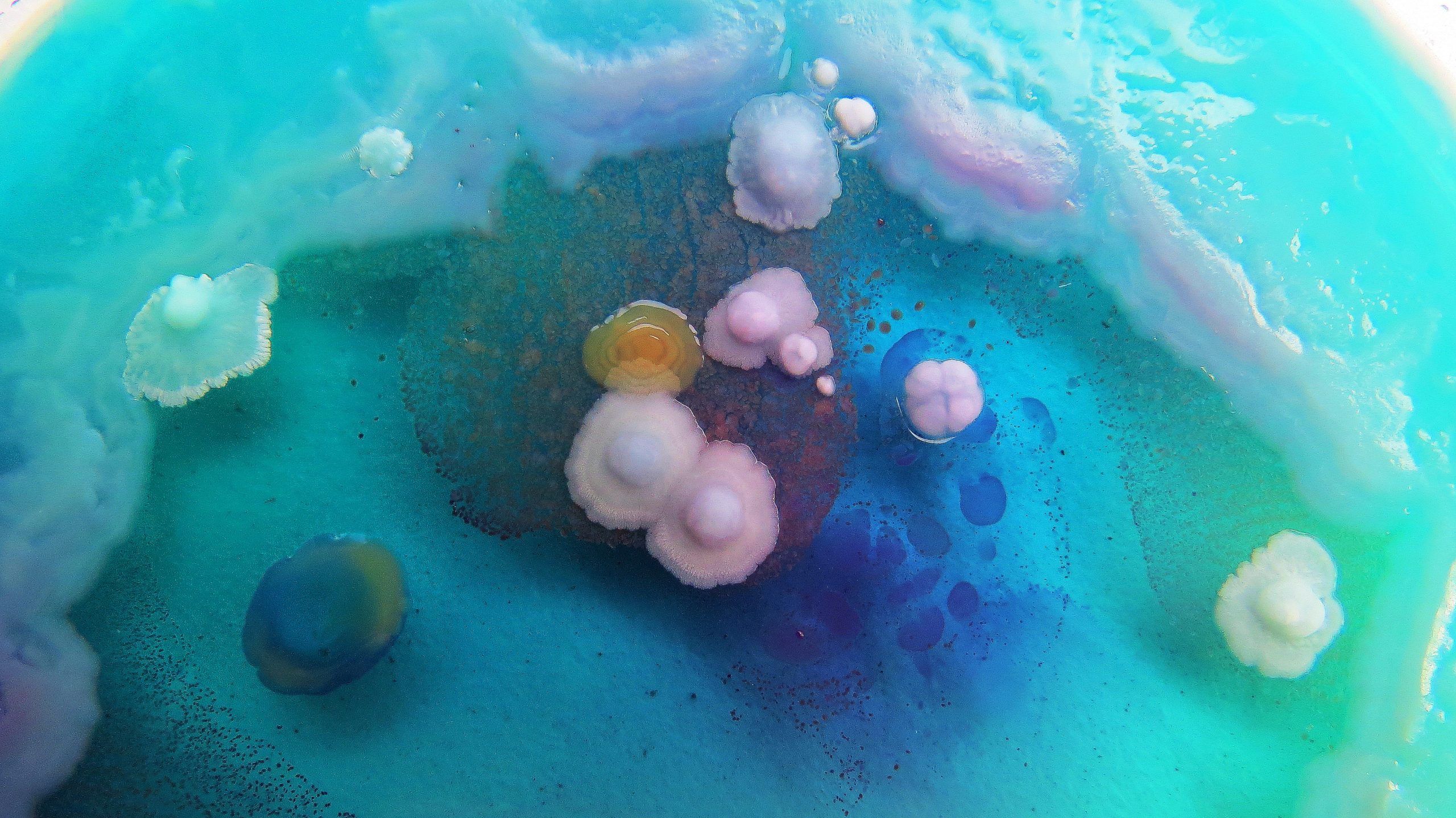 Bright blue mold-covered liquid fills the entire composition. There are smaller pink and yellow spores at the centre of the larger blue field of liquid.