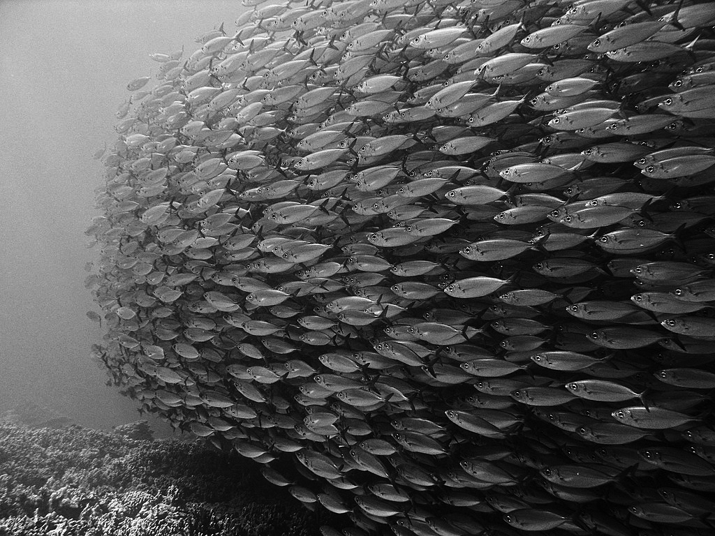 A black and white photograph of a school of big eye scad fish in the ocean.