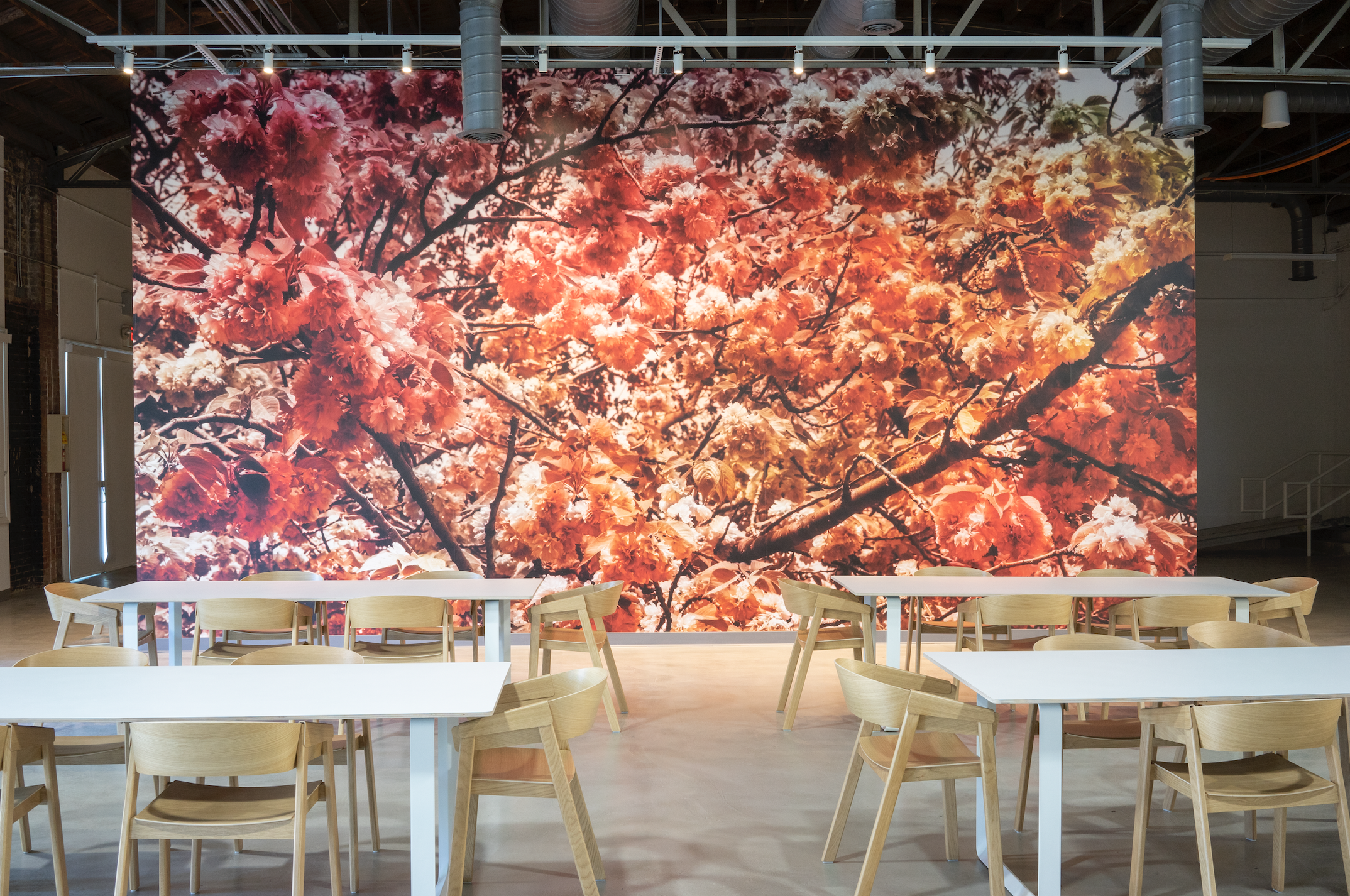 This is an installation view of an images of pink flowers taken by artist Trevor Paglen.