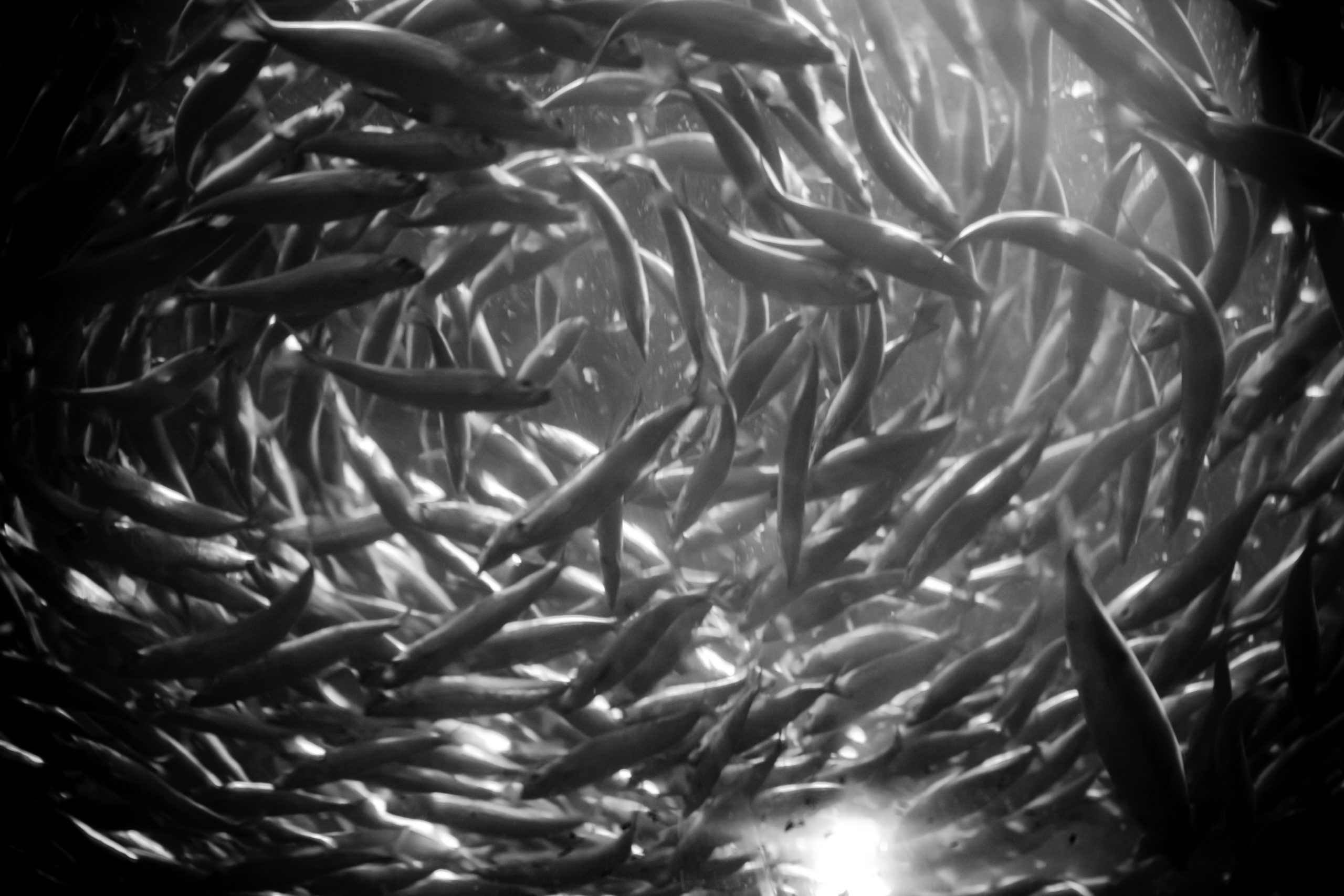 A black and white photograph of a school of anchovies swimming in a circular formation.