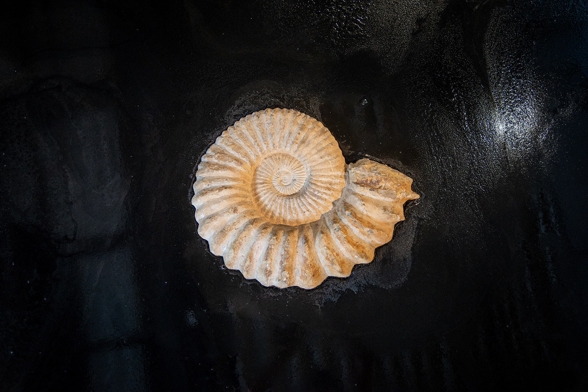 A shiny black ground with a spiraling cream colored fossil embedded in the middle.