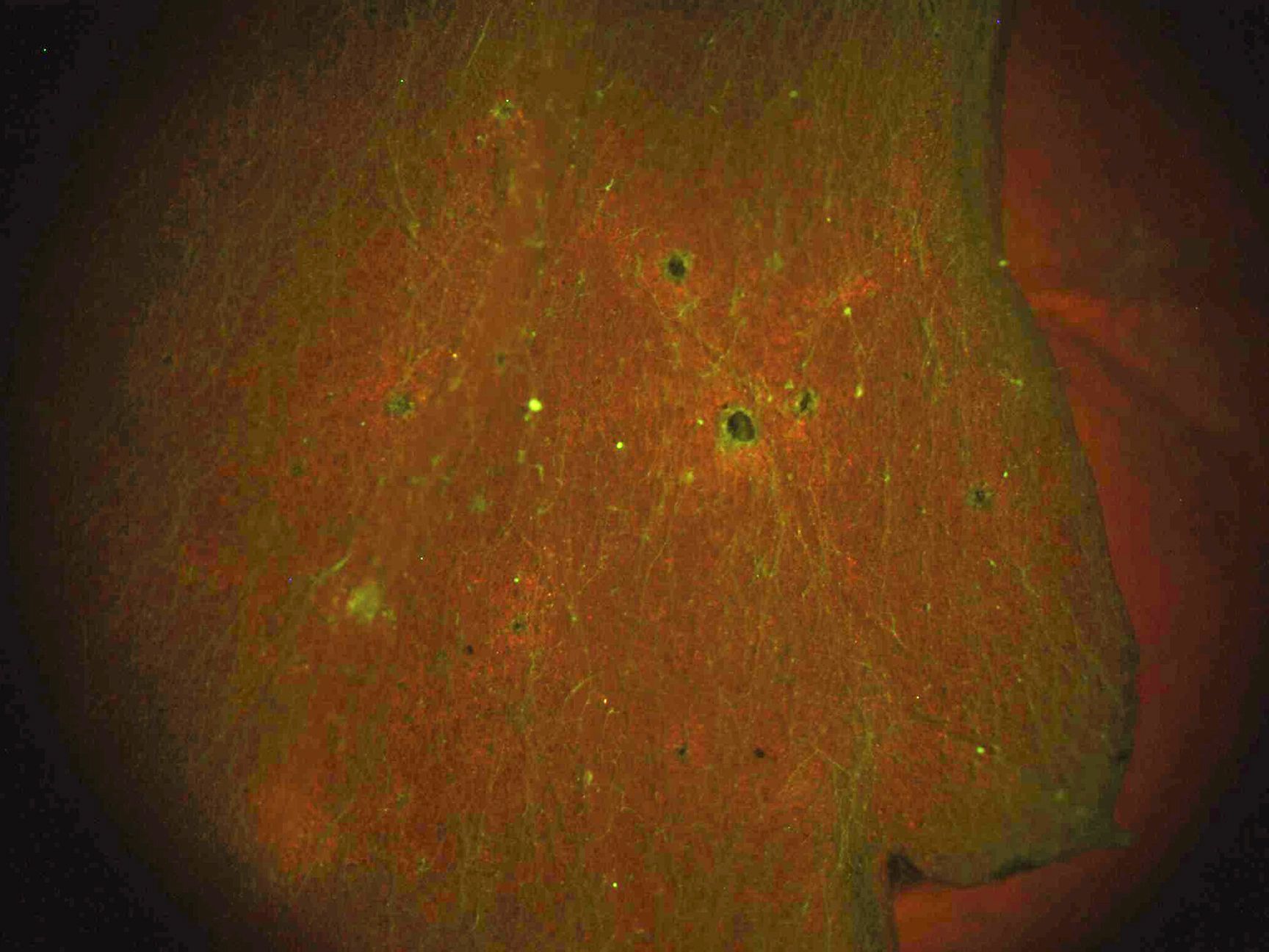 A close-up green/brown/pink image of a digital print from microscope scans.