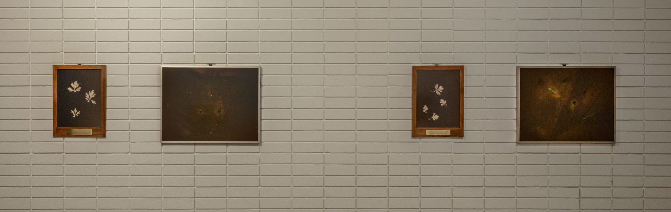 A cropped version of the full picture of four mounted portraits, with two portraying the pressed mugwort leaves on wood and plaques and close-ups of green and brown DNA on either side.