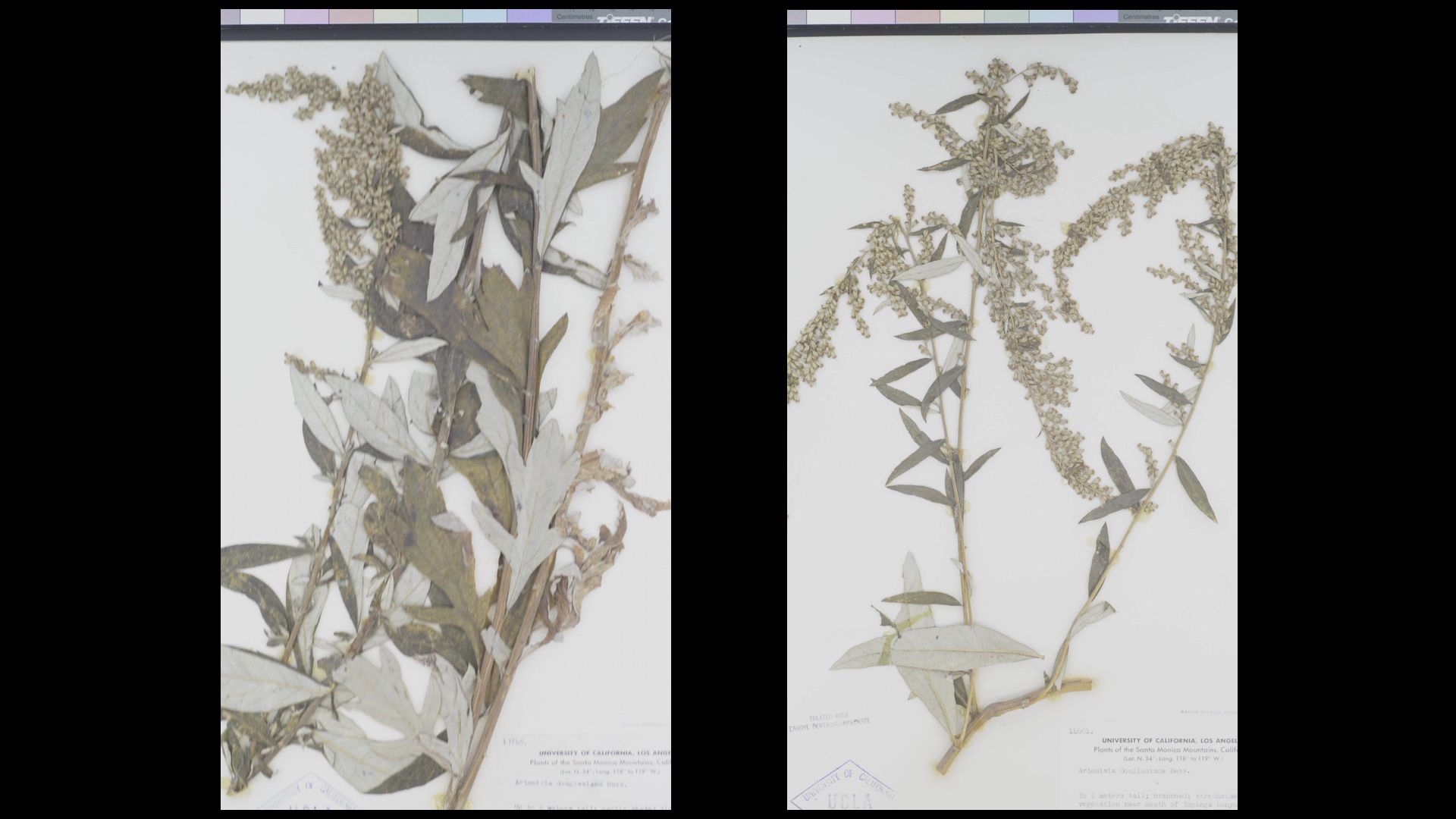 Two white images with pressed leaves, stems, and flowers on a black background.