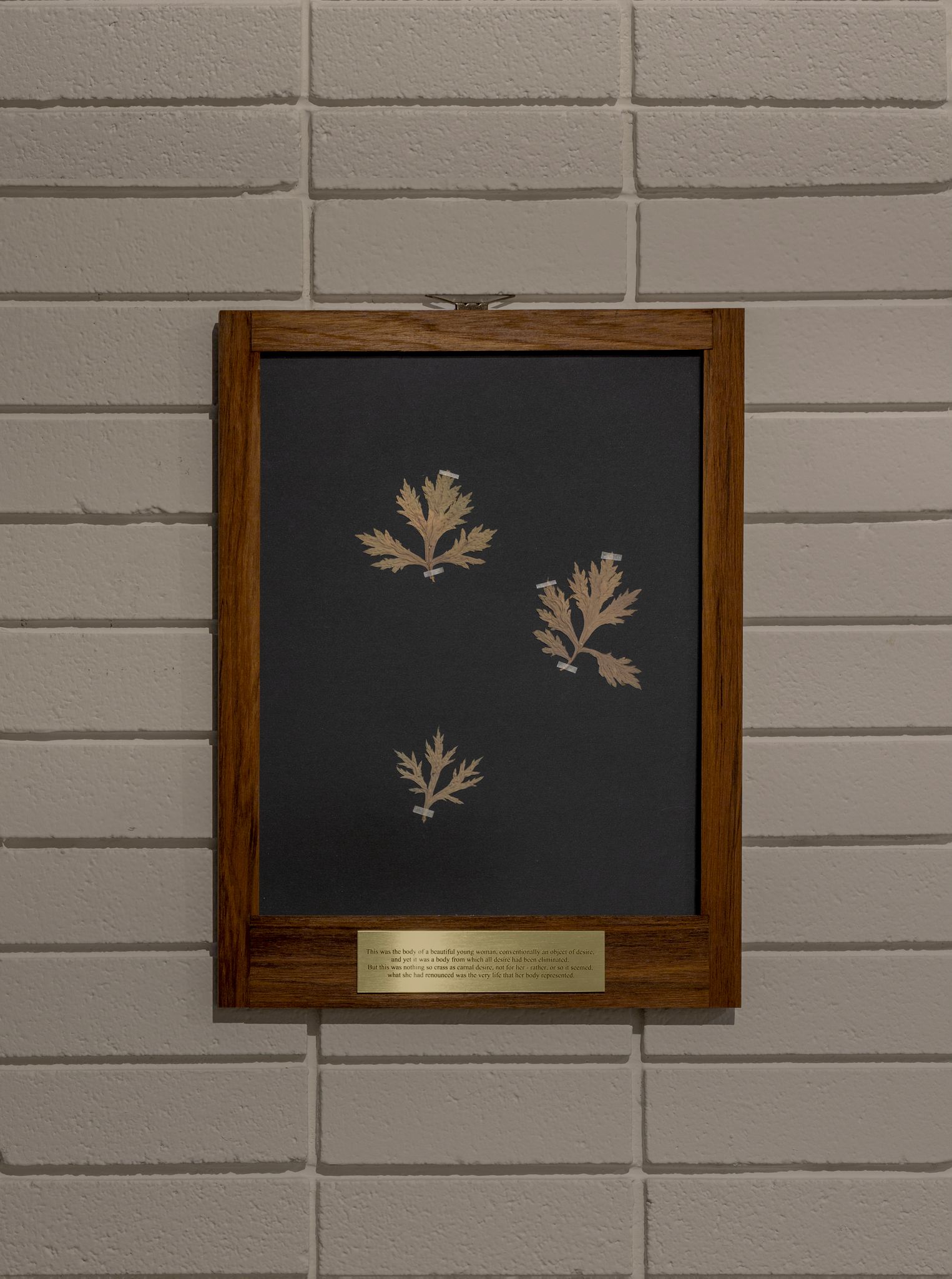 Close-up image of plaque with pressed mugwort leaves on a black background, hung on a white brick wall.