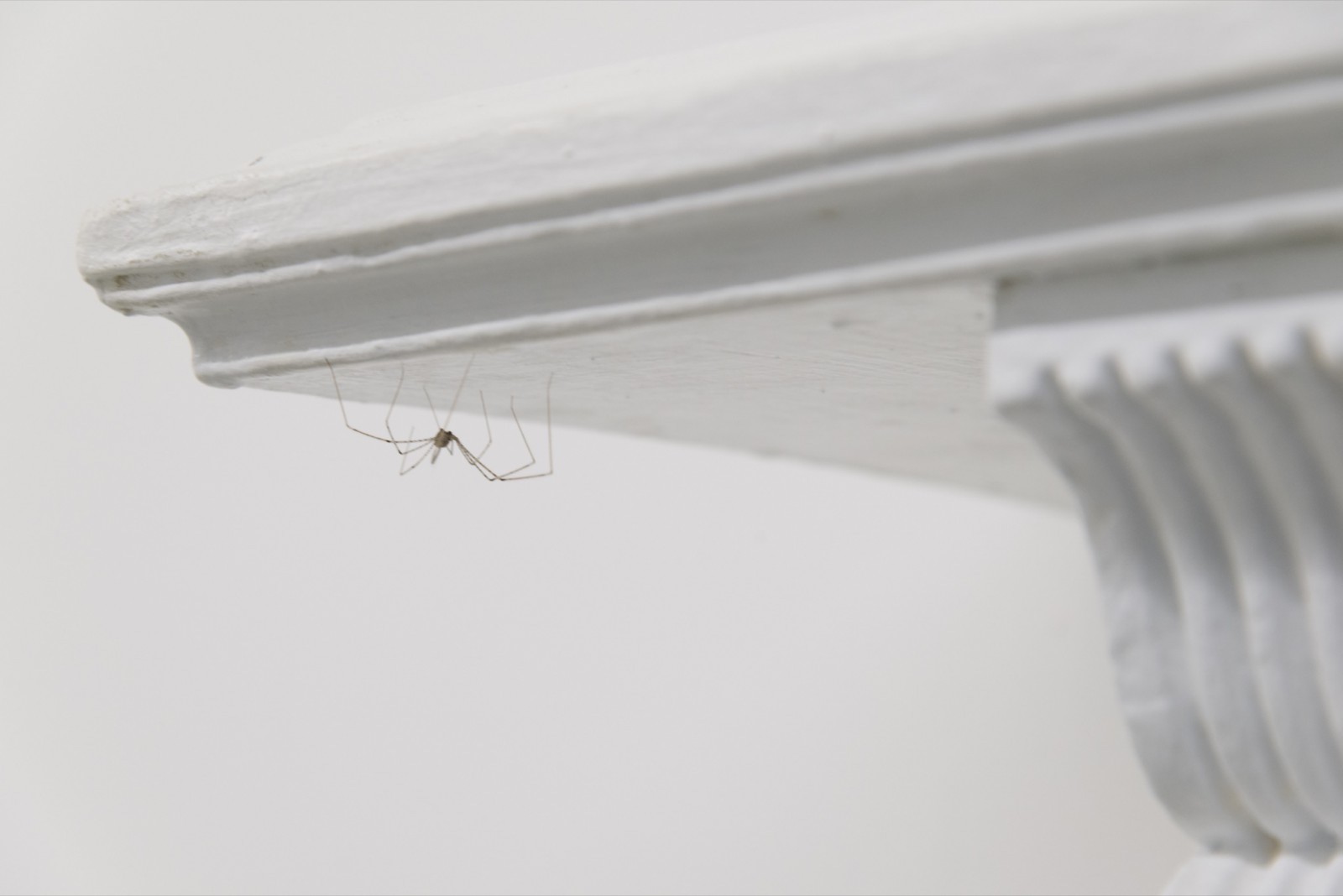 A cellar spider on a white gallery ceiling.