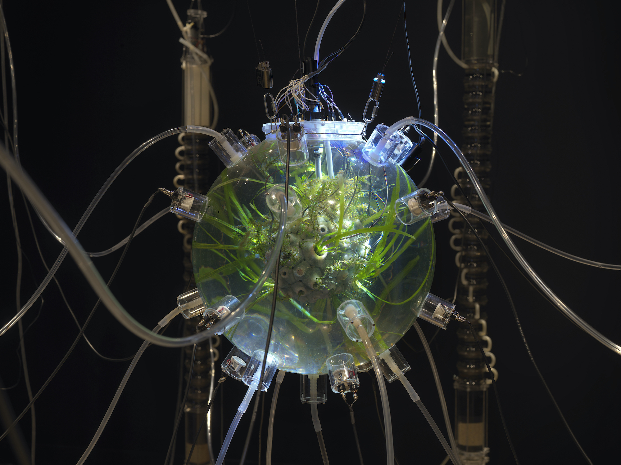 Detail view of a clear orb containing water, aquatic plants and small fish. Knobby protrusions on the orb’s exterior connect to clear tubing.