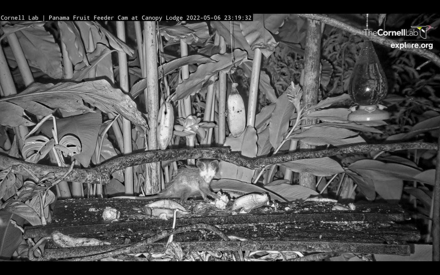 Black and white image of an animal with food in their hand