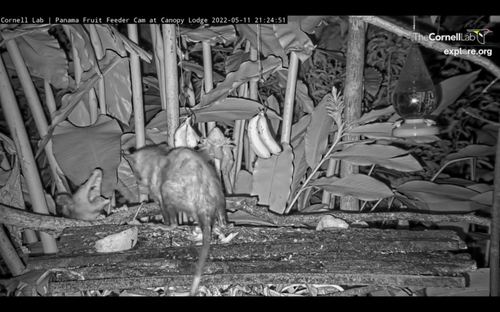 Cornell Labs Panama Fruit Feeder Cam at Canopy Lodge Art Papers