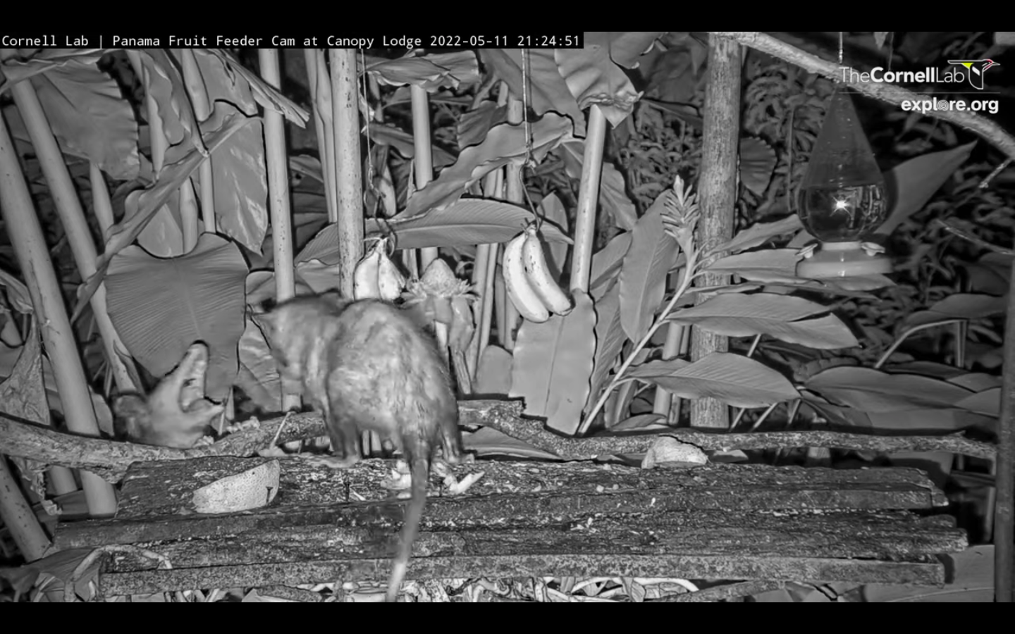 Black and white images of possums eating fruit