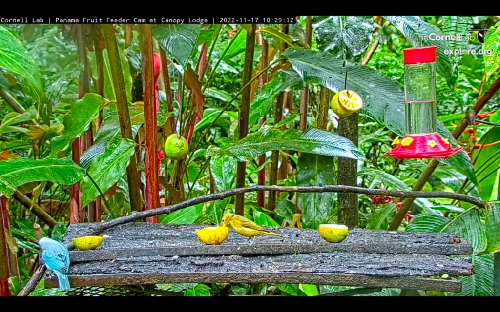 Cornell Labs Panama Fruit Feeder Cam at Canopy Lodge Art Papers