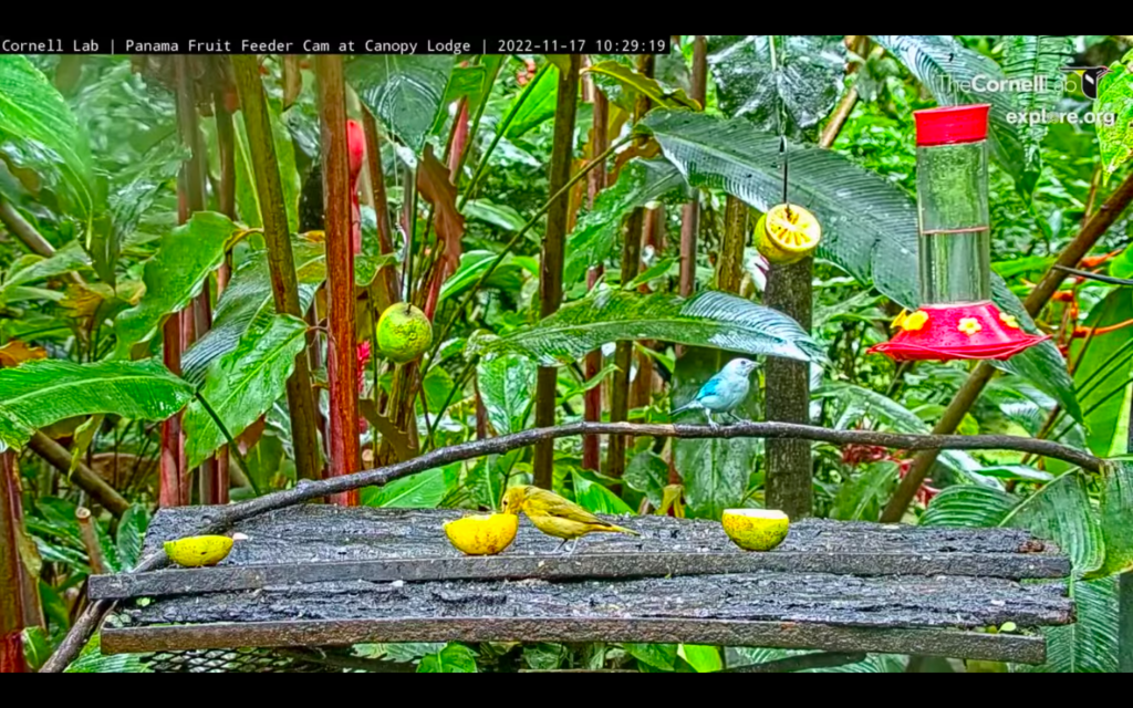 Cornell Labs Panama Fruit Feeder Cam at Canopy Lodge Art Papers